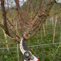 هرس کار و پیوند کار  باغات و درختان میوه