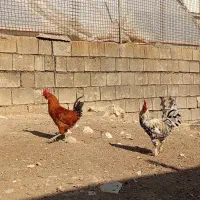 خروس|حیوانات مزرعه|یاسوج, |دیوار