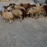 سرتاسر تهران بره زل وتیسکن ۱۰۰ سالم زنده‌