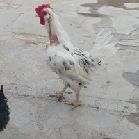 خروس گلین سالم و۴عددمرغ۳نیم ماهه