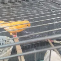 قناری ماده سالم سرحال