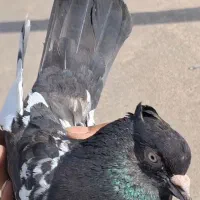 سینه
