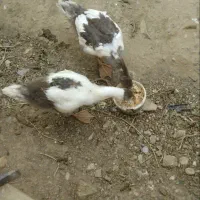 یک جفت غاز سه ماهه قوغاز نر