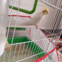 عروس هلندی