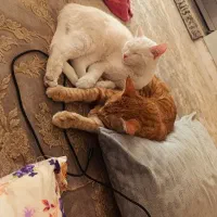 گربه|گربه|ساوه, |دیوار