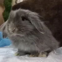 خرگوش مینی لوپ نر بالغ وماده ۳ماهه