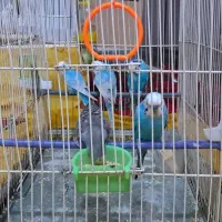 مرغعشق|پرنده|باوی, |دیوار