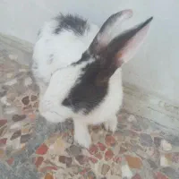 خرگوش زرنگ و با مزه