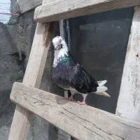 شازده ماده خوب