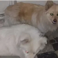دوعددسگ