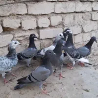 8عددجوجه آلمانی ضمانتی