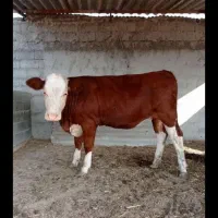 خرید وفروش گاوهای گوشتی سنگین شکسته