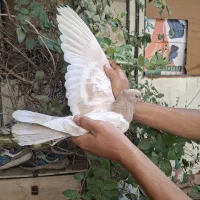 کفتر پرشی