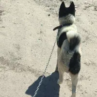 سگ اکیتا