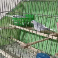 کبوتر الماسی