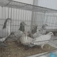 کفتر|حیوانات|بجنورد, |دیوار