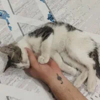 گربه