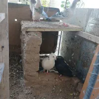 کفتر|پرنده|بیرجند, |دیوار