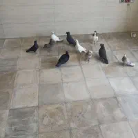 ده عدد کبوتر
