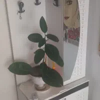 جاکفشی