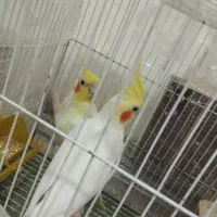 عروس هلندی مولد و همراه جوجه دستی