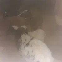 ۱۱راس بره درجه یک