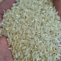 برنج سرلاشه سرگل علی آباد