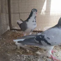 ماده دمگیر