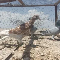 جوجه المانی