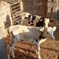 گوساله نر