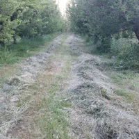فروش ۲۰۰ بسته سنتی (باغ) یونجه با علف
