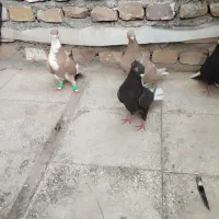 چهارعددکبوترماده