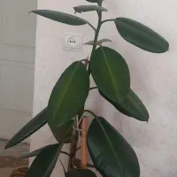 درختچه فیکوس