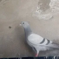 کفتر مقلف