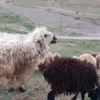 قوچ بختیاری اصیل