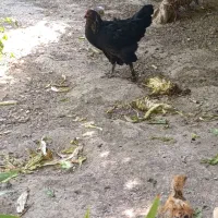 مرغ مرندی اصل