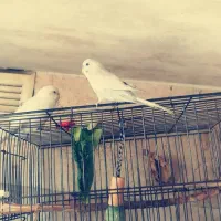 یک جفت مرغ عشق جوان و سرحال