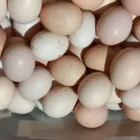 تخم مرغ محلی
