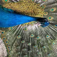 پرنده طاووس ۵ عدد