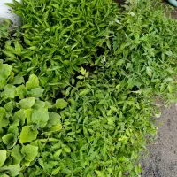 انواع نهال و گل های آپارتمانی و نشا با قیمت مناسب