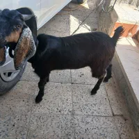 گوسفندزنده