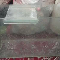 آکواریوم