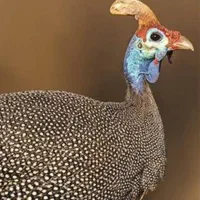مرغ   خواش ادار