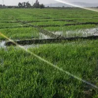 بزر شلتوک درجه یک گتوند