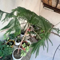 کاج مطبق پایه بلند(اروکاریا)