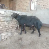 قوچ افشار