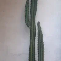 گل کاتوس افوربیا