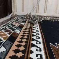 عروس هولندی