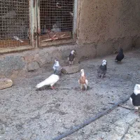 کبوتر رنگ
