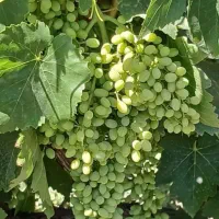 انگور دیم‌واسه‌آبغوره